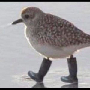 Meet your Posher, Markus